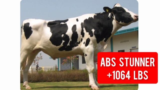TOP 5 ABS BULLS WITH MAXIMUM MILK INCREASE CAPACITY🐄#mannfarms #dairyfarm #breeding смотреть онлайн