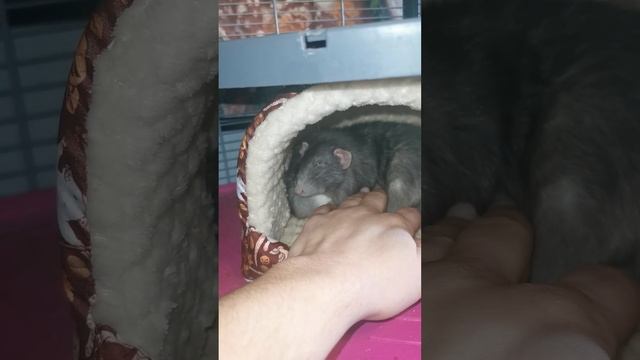 Убираем клетку крыс смотреть онлайн