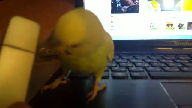 Говорящий попугай Харлей. смотреть онлайн