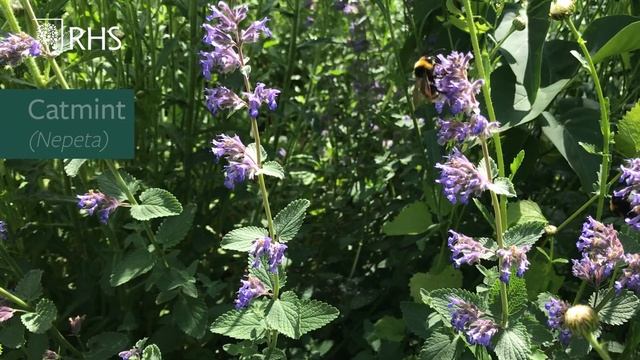 Top 10 plants for pollinators | The RHS смотреть онлайн