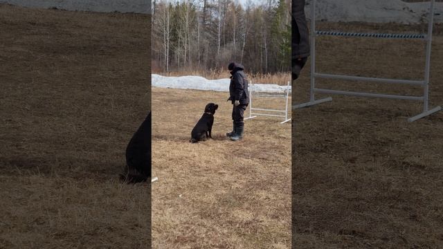Дрессировка собак #лабрадор
