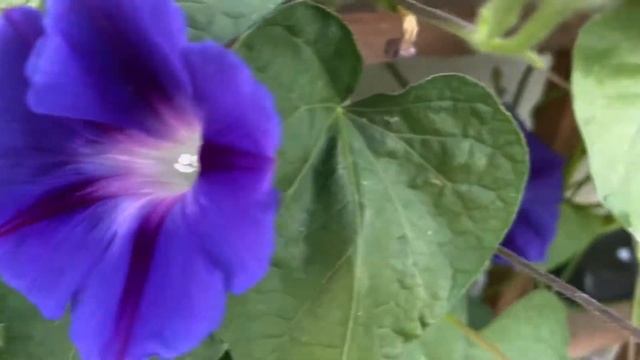 Use this Living Shade Cover (Morning Glory) to Protect Your “Plant Babies” смотреть онлайн