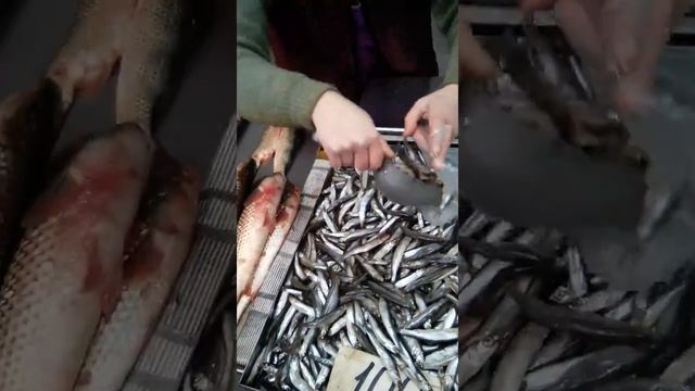 Керчь,живой пеленгас рынок.Зарплаты. Себя ществование. Администрация воры. Шарий(5) смотреть онлайн