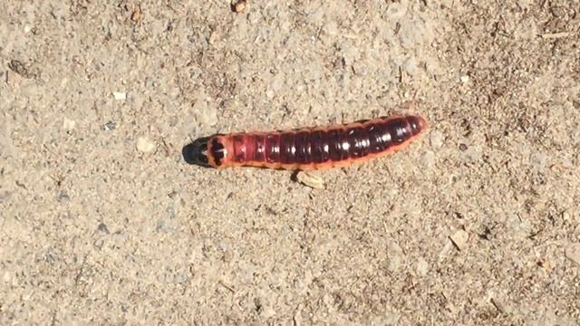 IMG 3241 ГУСЕНИЦА 13.07.18. смотреть онлайн