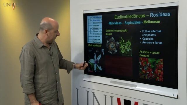 Taxonomia Vegetal - AULA 11 - Angiospermas – Eudicotiledôneas Rosidae – Malvideas смотреть онлайн