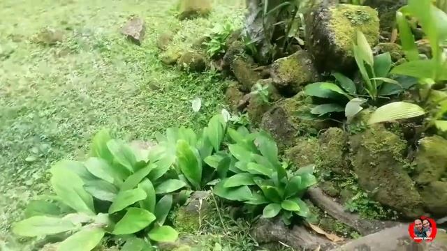 Adobong Pako Fern: Foraging wild edible fiddlehead fern(Pako) смотреть онлайн