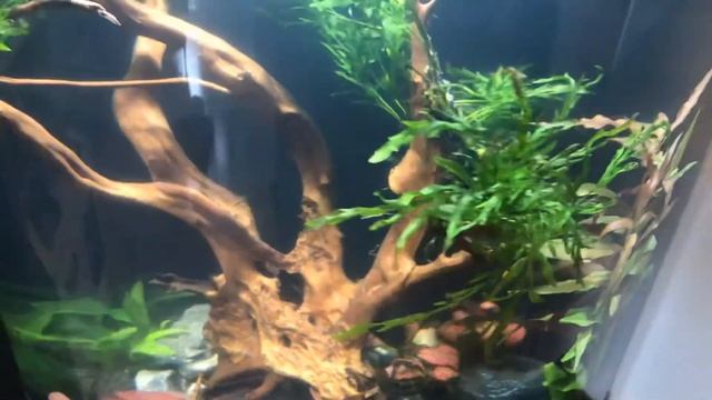 Tetra AquaArt 60l 4.Tag + Neue Pflanzen смотреть онлайн