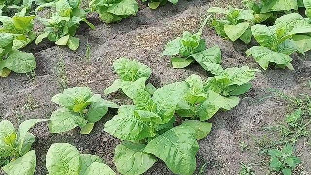 Табак через 10 дней после кальциевой селитры и мочевины по листу смотреть онлайн