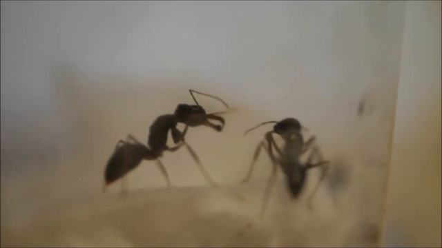 アギトアリ 女王の争い Odontomachus monticola смотреть онлайн
