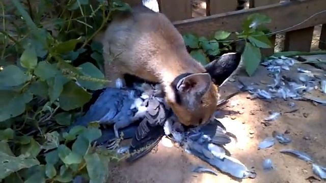 Caracul eating with her cat friend Lolly! xxx смотреть онлайн