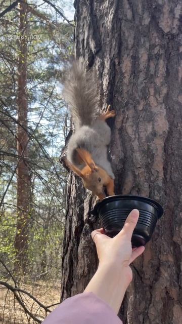 Линял пятнами🤗#белка #squirrel #nature #природа #парк #лес #белки #животные #белочка #бельчонок смотреть онлайн