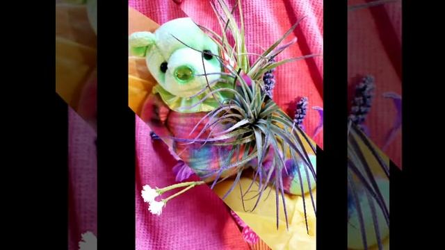 Caput Mundsae & Purple Houston Tillandsia смотреть онлайн