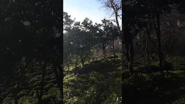 9 января 2021 года, деревня Липовая (Ihlamurlu) Турция смотреть онлайн