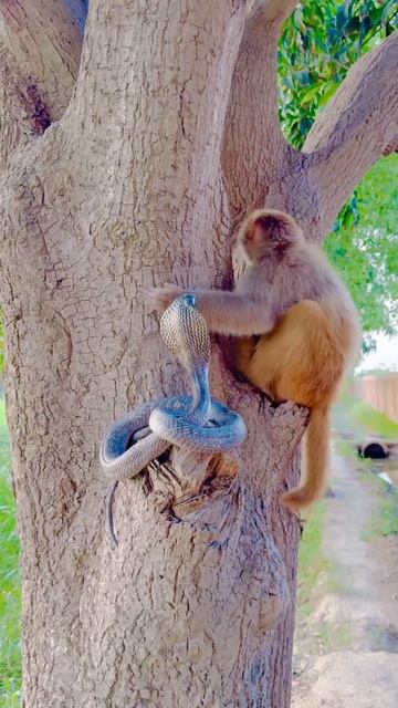 Cobra and monkey in mango tree смотреть онлайн
