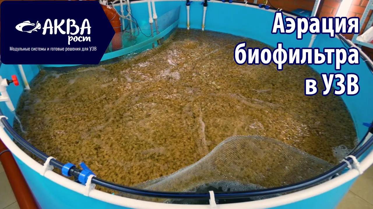 Аэрация в биофильтре УЗВ #узв #рыба #акварост смотреть онлайн