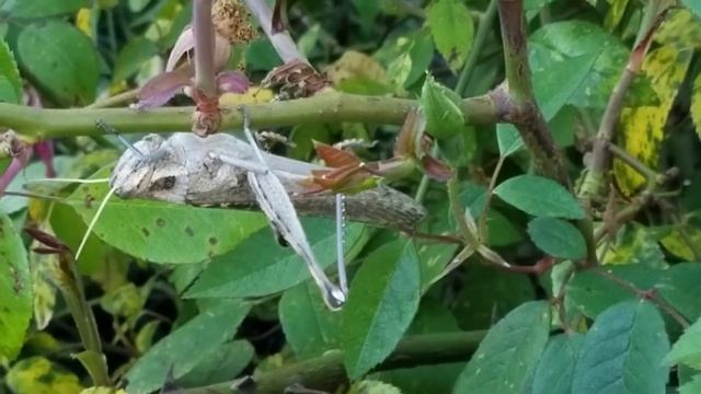 Large Grasshopper on the Roses смотреть онлайн