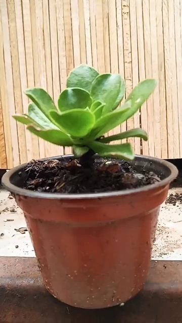 aeonium kiwi смотреть онлайн