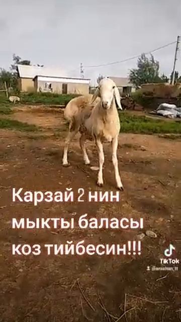 адрес. Талас ш хозяин. Токуш линя. Карзай 2 смотреть онлайн