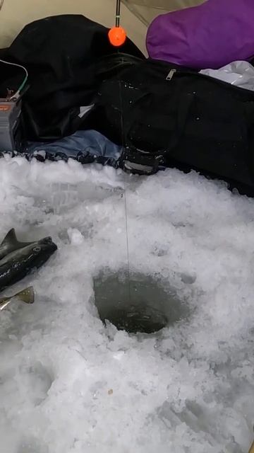 Упертая морская рыба в Баренцевом море смотреть онлайн