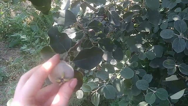 Сожаю вишню в дикой природе смотреть онлайн