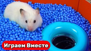 Лабиринт для Хомяка ! Умный Хомяк проходит СЛОЖНОЫЙ ЛАБИРИНТ из игры МАРИО 🍄