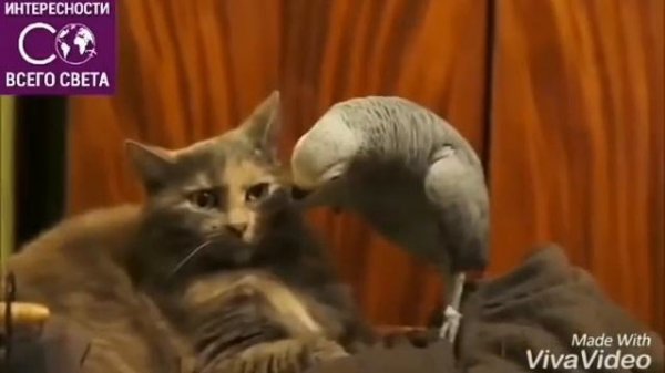 Самая смешное видео