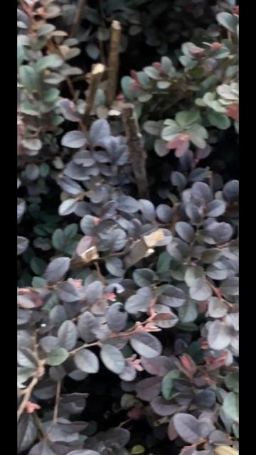 #shorts/ഈ ചെടി വീട്ടിൽ ഇല്ലെങ്കിൽ വളരെ നഷ്ട്ടമാണ്/Loropetalum/online sale/@ammanachan смотреть онлайн