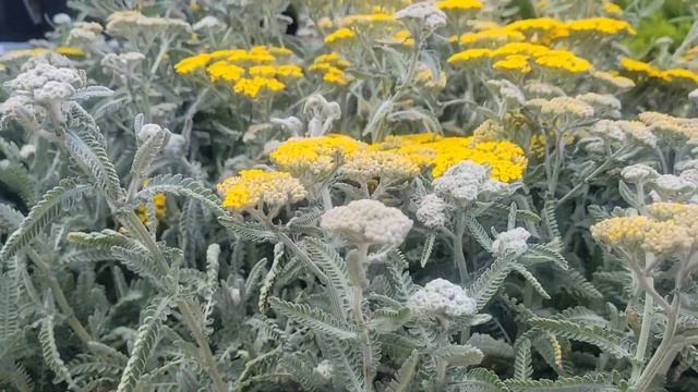 Lowe's Garden Center. Virginia. смотреть онлайн