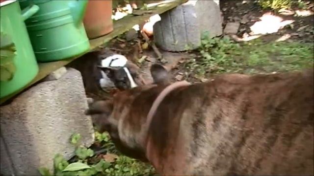 Henry und Cody playing dogs // Miniature Bullterrier German Boxer смотреть онлайн