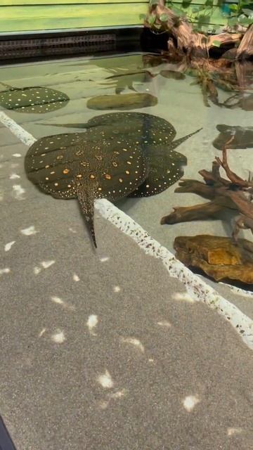 Georgia Aquarium Stingray #georgiaaquarium #stingray #shorts #lifeofbri смотреть онлайн