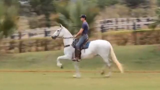 Toada da Selva Morena 1 смотреть онлайн