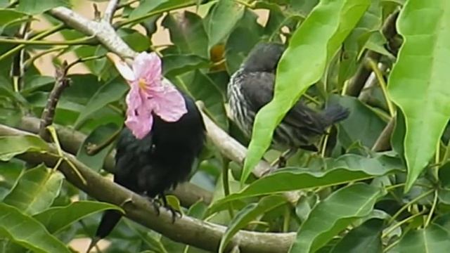 Asian Glossy Starling bathes in the rain and baby starlings смотреть онлайн