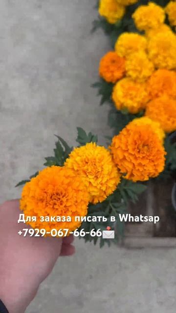 #сад#бархатцы#растения смотреть онлайн