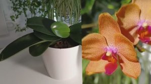 Пересадка орхидеи Сансет Лав с двумя детками✅ #орхидеи