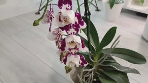 Купила НОВУЮ ОРХИДЕЮ 😍😍😍 ОБЗОР, ПЕРЕСАДКА. Что с орхидеей спустя почти 2 месяца ✅ #орхидеи