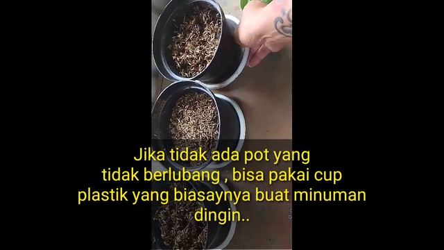 Mudah!! Cara memperbanyak melati air. (ECHINODORUS PALAEFOLIUS) #tanaman #tanamanhias смотреть онлайн