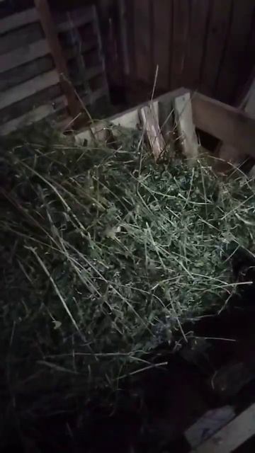 Сено люцерны в мини-рулонах. 🤔 Какое же оно? смотреть онлайн