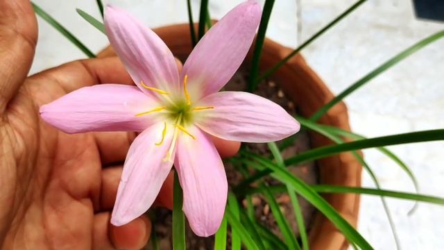 Rain lily grow care n fertilizer tips, best plant for monsoon season смотреть онлайн