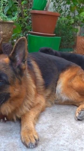 Большая нянька Райд. Немецкая овчарка. Одесса. #germanshepherd #puppy смотреть онлайн
