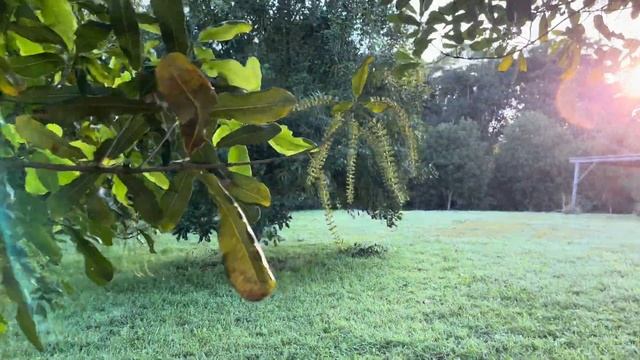 Macadamia pre-flowering: a guide to the season ahead? смотреть онлайн