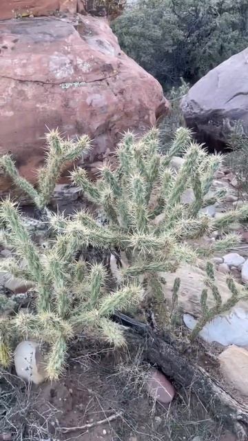 Cactus jack gotcha in the back￼ смотреть онлайн