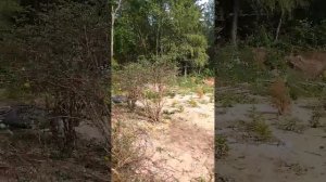 Обрезка жимолости летом