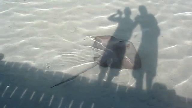 Big stingray at Chaaya lagoon Hakuraa Huraa, Maldives смотреть онлайн