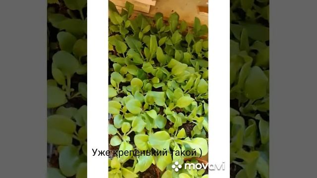 Петуния. Много петунии. Рост по неделям. Что вырастает из крохотного семечка.