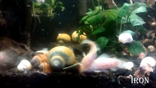 Megalechis thoracata "albino" Nov 2018 смотреть онлайн