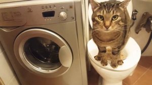 Кошка ходит на унитаз