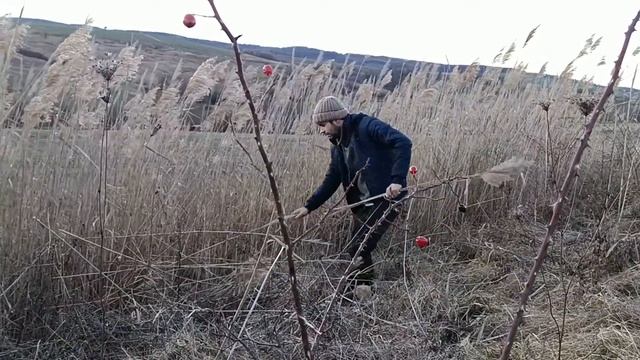 Заготовляю очерет для вуликів. Вулик із очерету своїми руками. смотреть онлайн