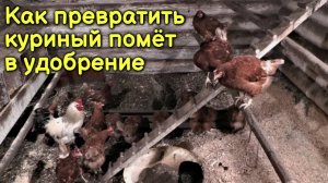 Как превратить КУРИНЫЙ ПОМЁТ в ценное удобрение?