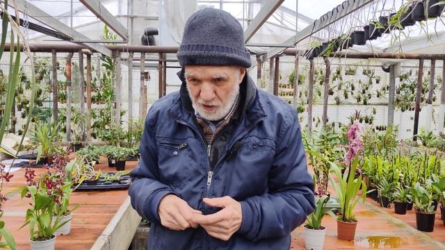 orchidee, i lavori del mese: marzo - Edpidendrum parkinsonianum (foto di copertina) смотреть онлайн