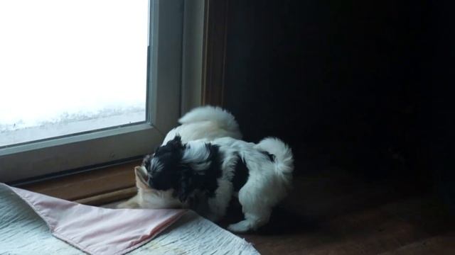 Sofie Vegas - Sadie Echo Puppies 8 wks - 10 wks old смотреть онлайн